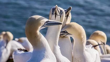 加拿大运动员在短道速滑比赛中勇夺奖牌