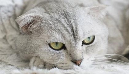 雷加内斯险胜莱万特，重回胜利轨道