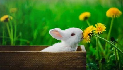 狼队客场失利，英超球队陷入低迷期